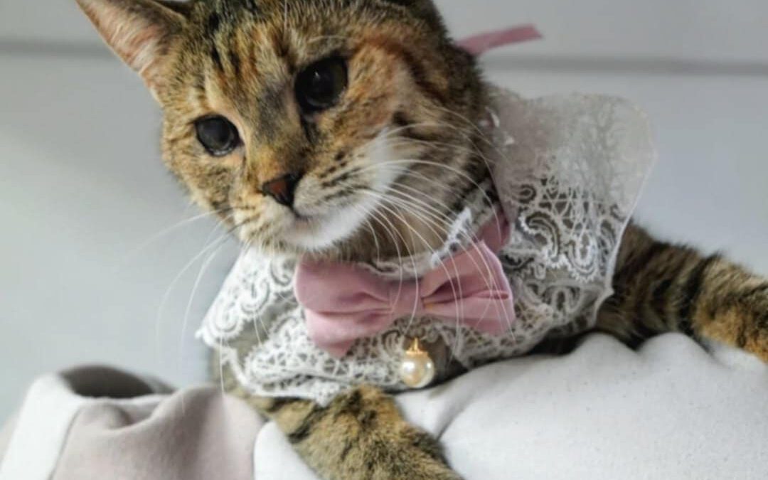 6927 Olga do adopcji