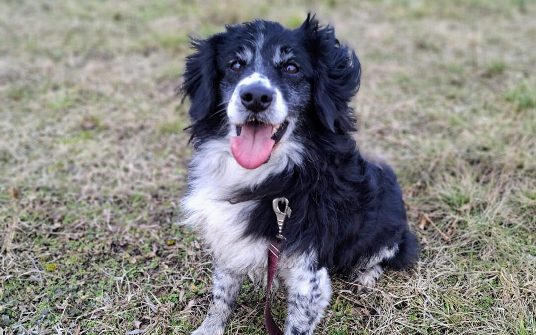 Oreo 9722 do adopcji