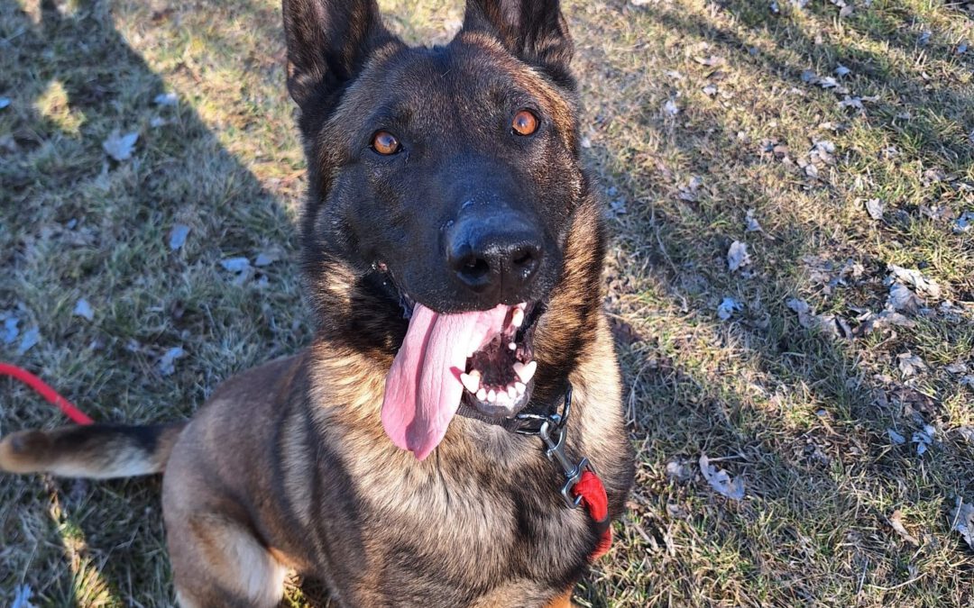 Smaug 9745 do adopcji