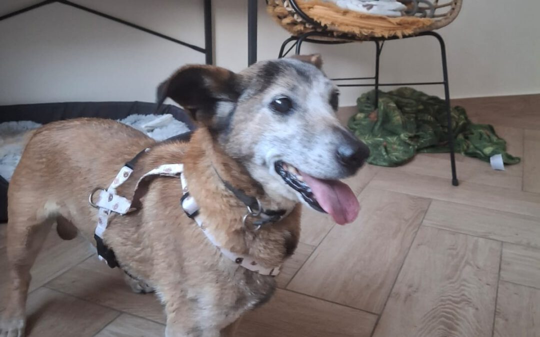 Czaruś 9743 do adopcji