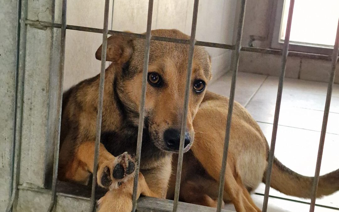 Galla 9770 w trakcie adopcji