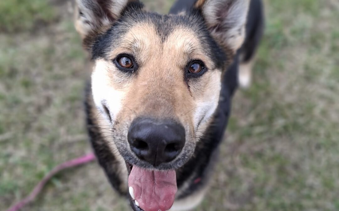 Mira 9766 do adopcji