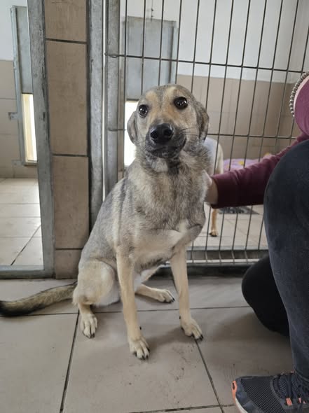 Camilla 9767 do adopcji