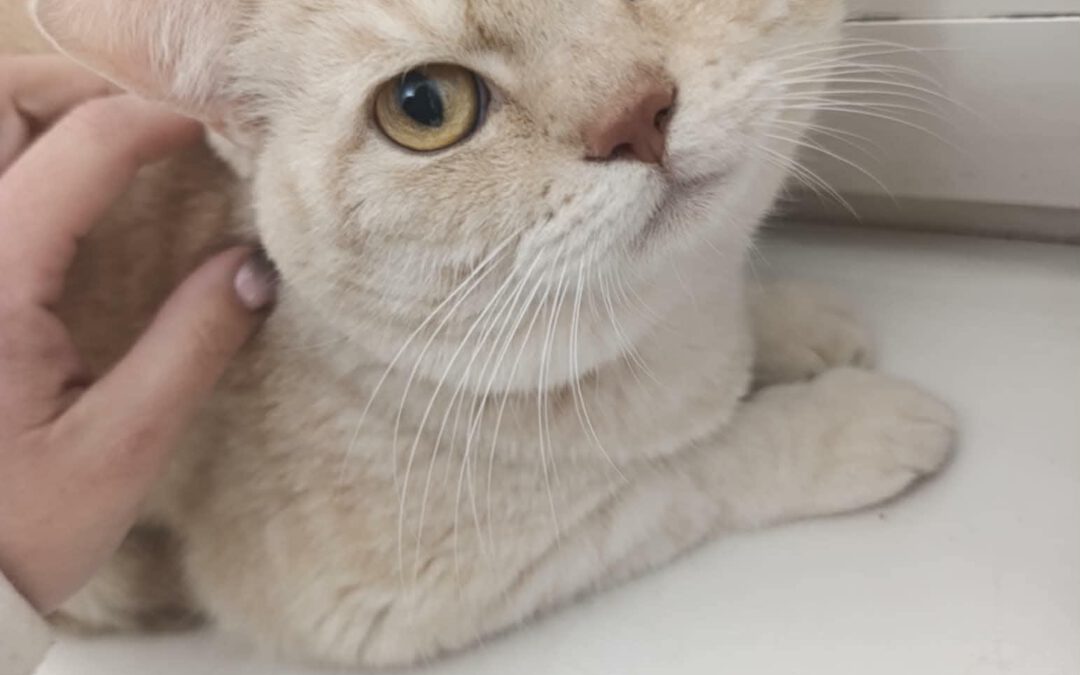 7003 Puszek do adopcji