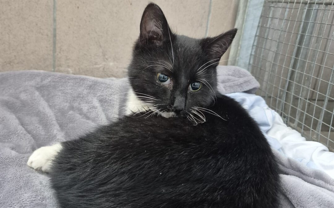 7014 Helios do adopcji