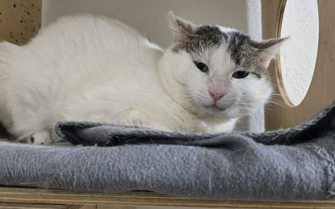 6998 Pusio do adopcji