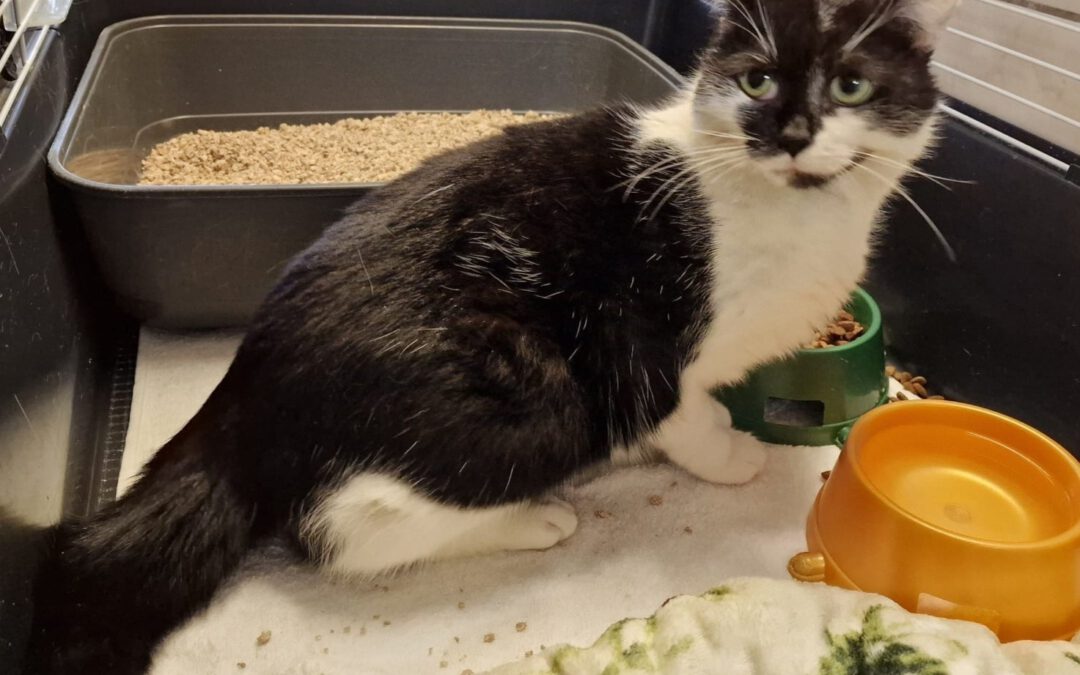 7016 Misia do adopcji