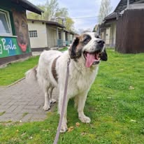 Summer 9788 do adopcji