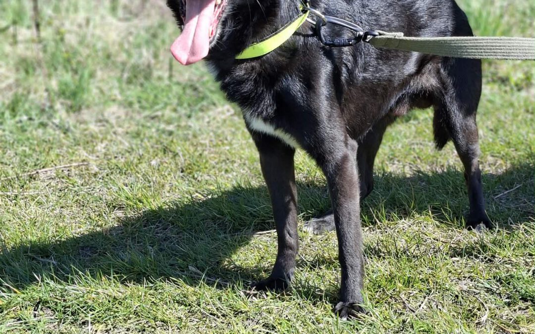 Misiek 9755do adopcji