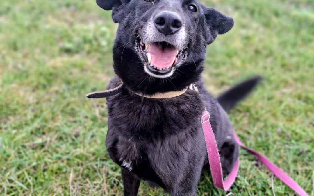 Muhtar 9779 do adopcji