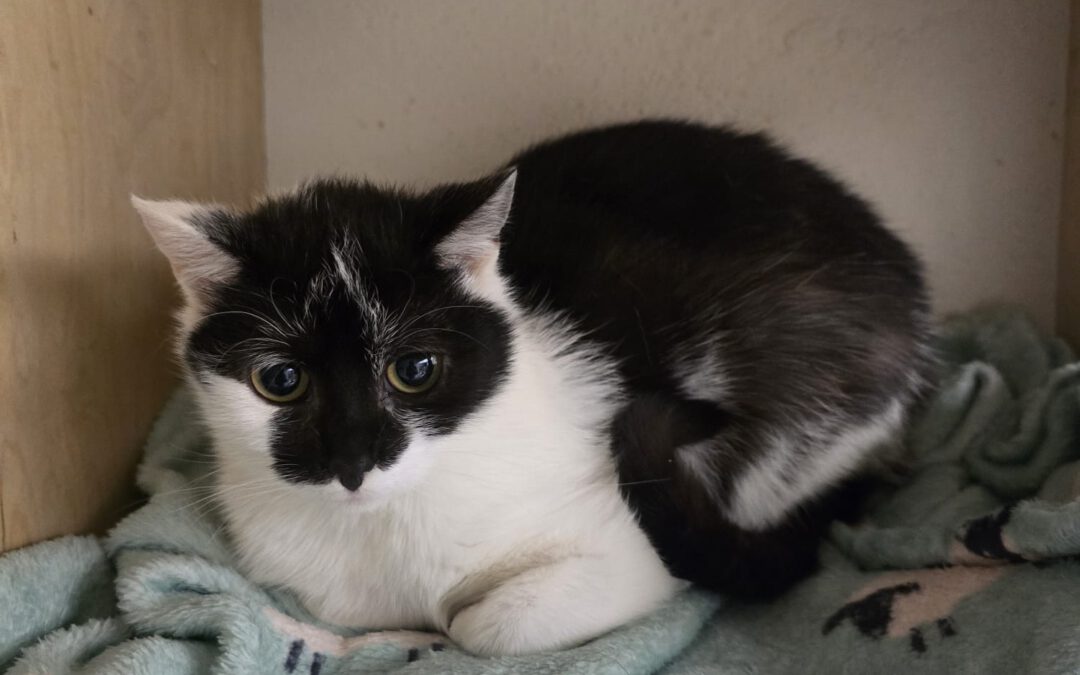 7010 Henia do adopcji