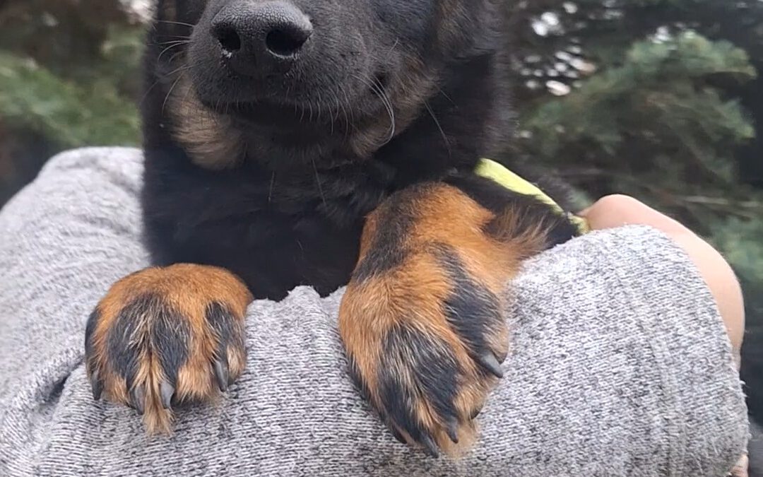 NEMO – ogłoszenie grzecznościowe