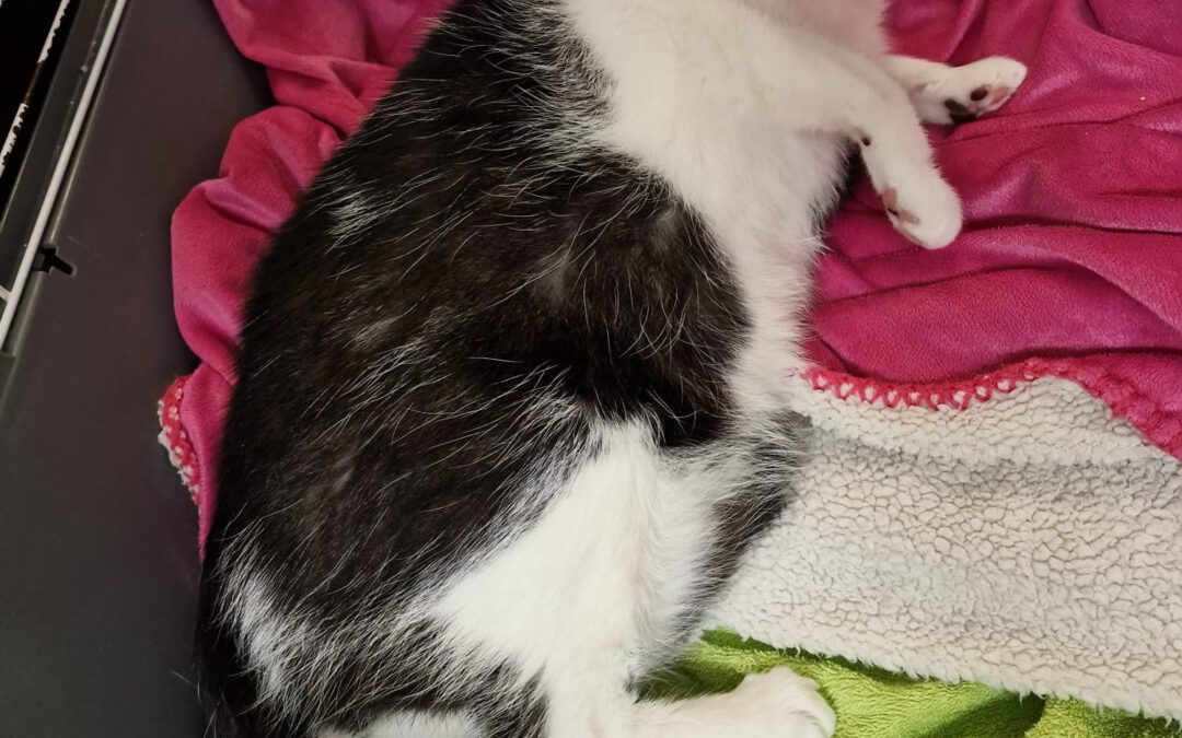 7021 Perła do adopcji