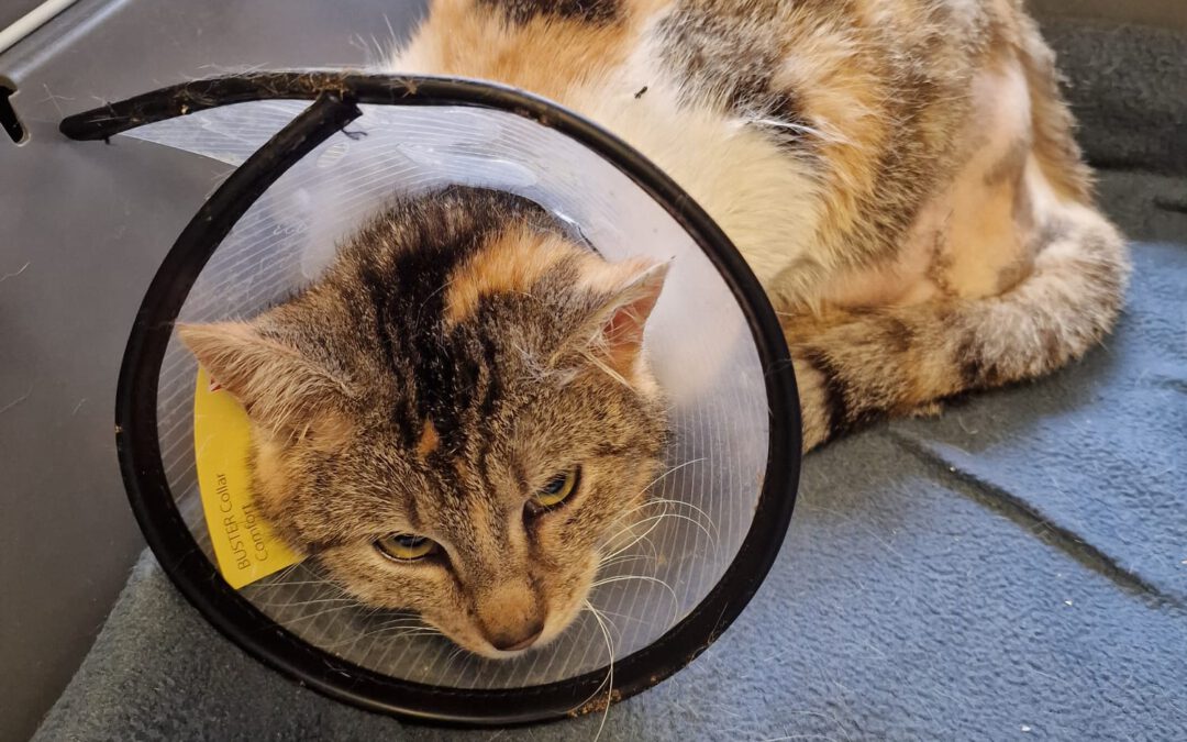 7023 Kuleczka do adopcji