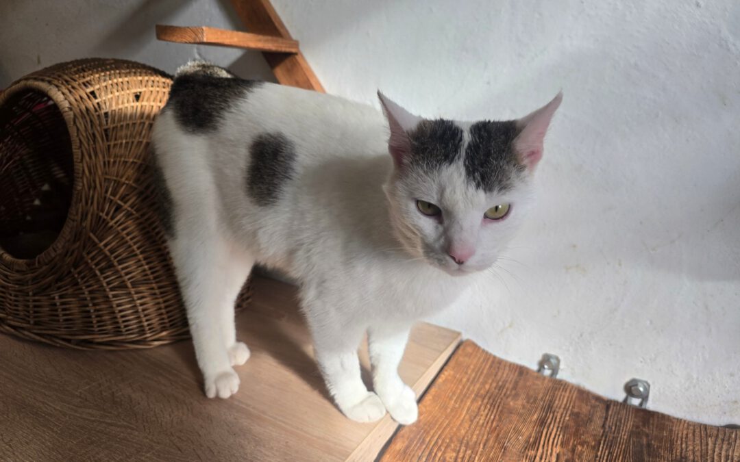 Filuś do adopcji