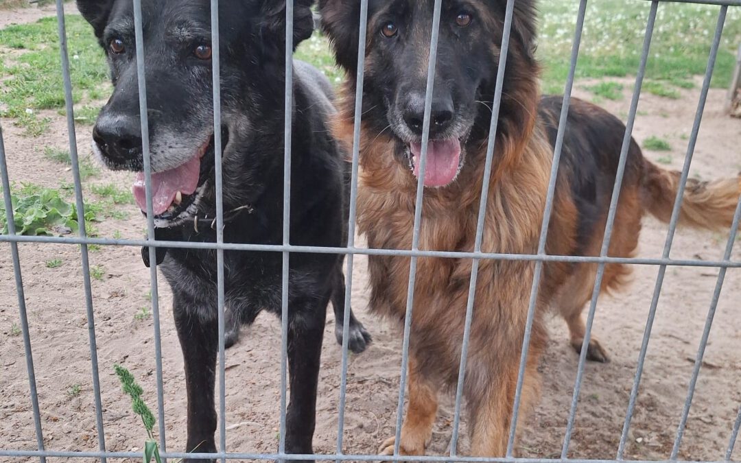 Saba i Maciuś do adopcji
