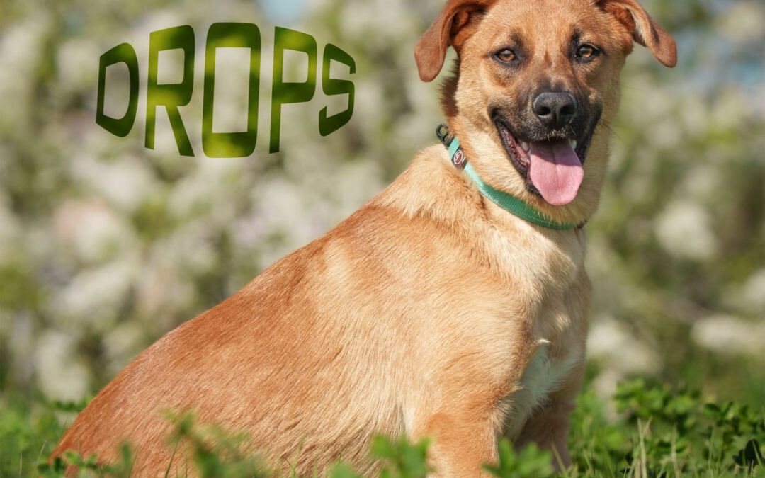 Drops do adopcji