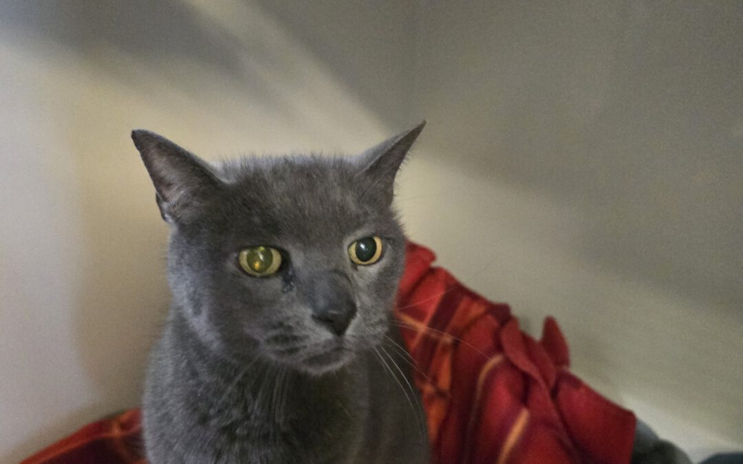 7039 Borys do adopcji