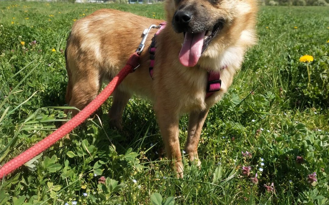 Aramis do adopcji