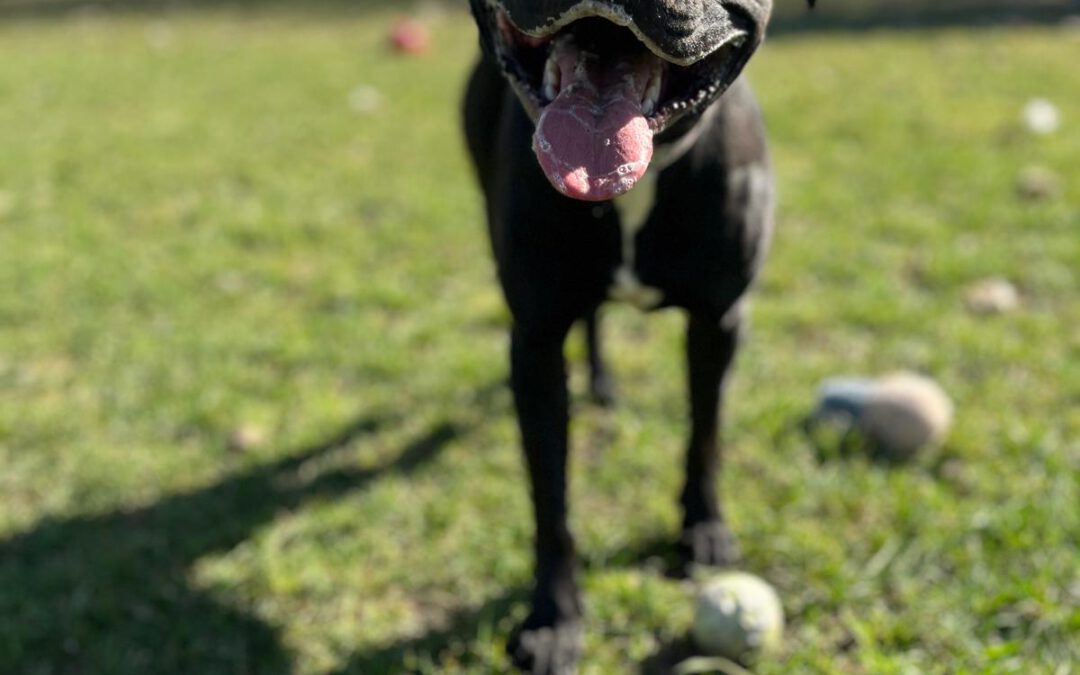 Wedel do adopcji