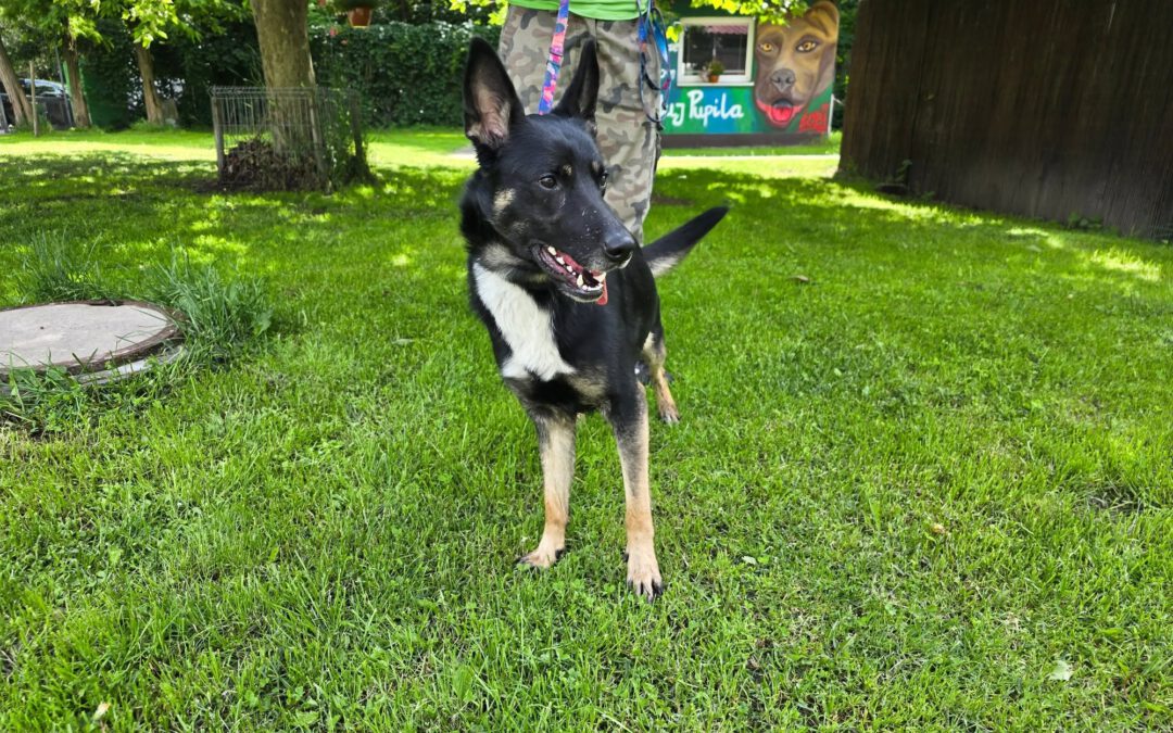 Wanda 9809 do adopcji