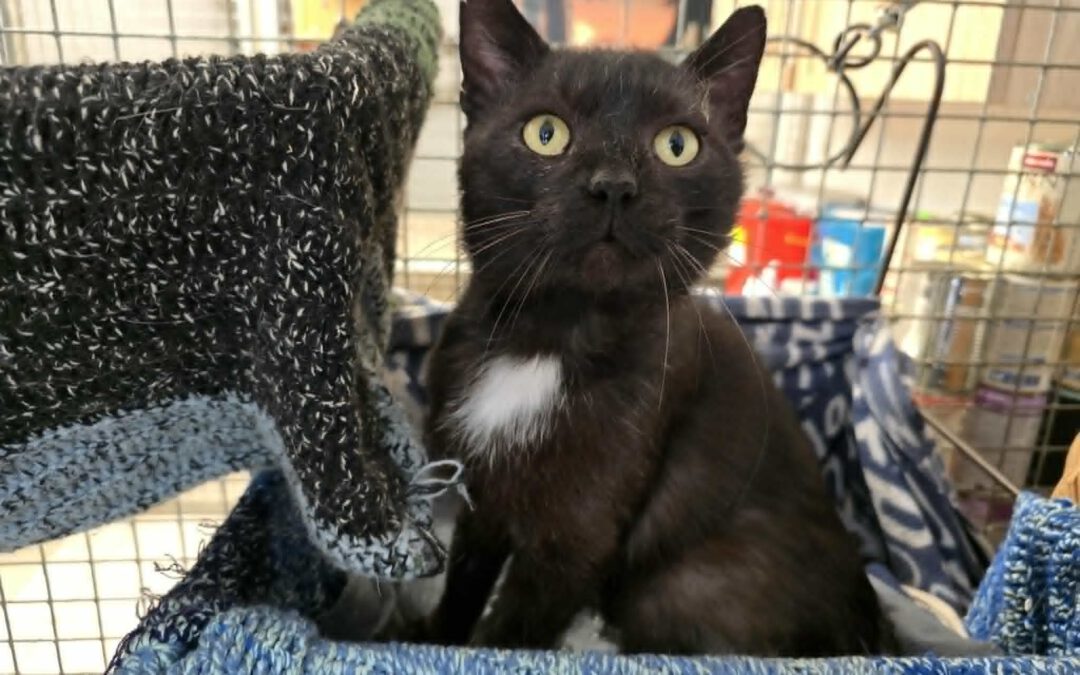 7041 Oscar do adopcji