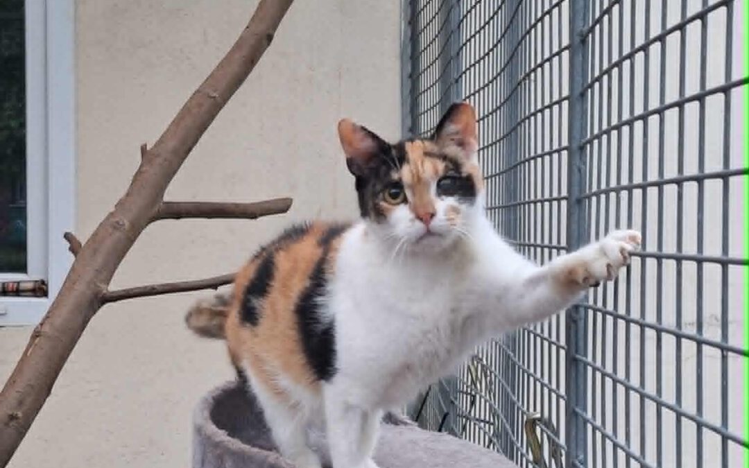 7044 Myszka do adopcji