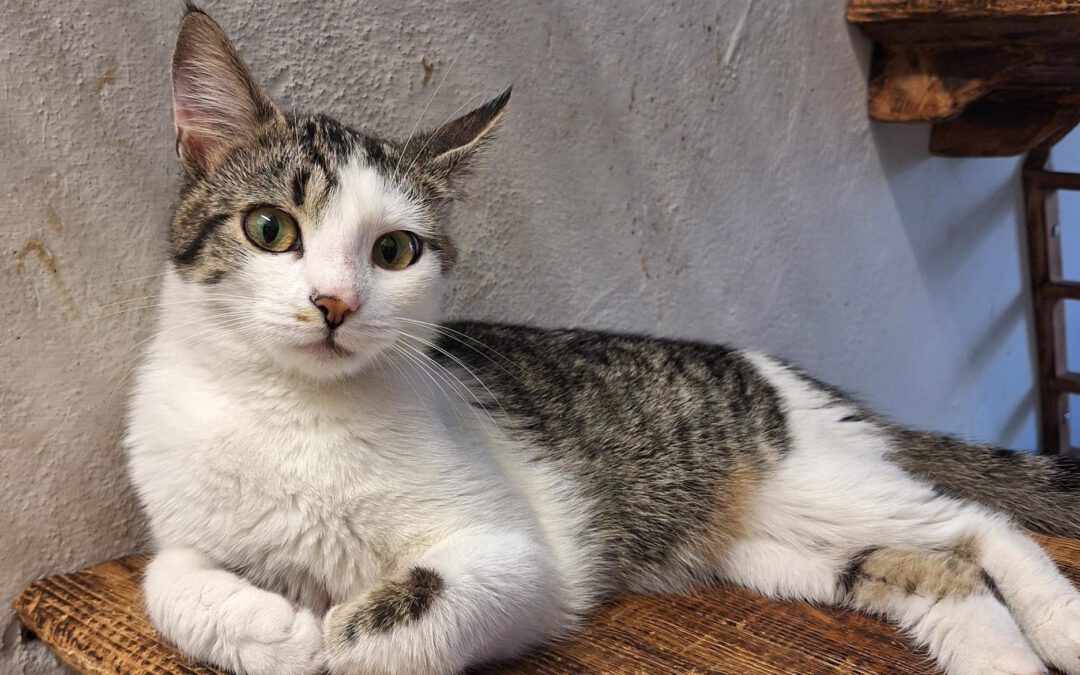 Renowia do adopcji