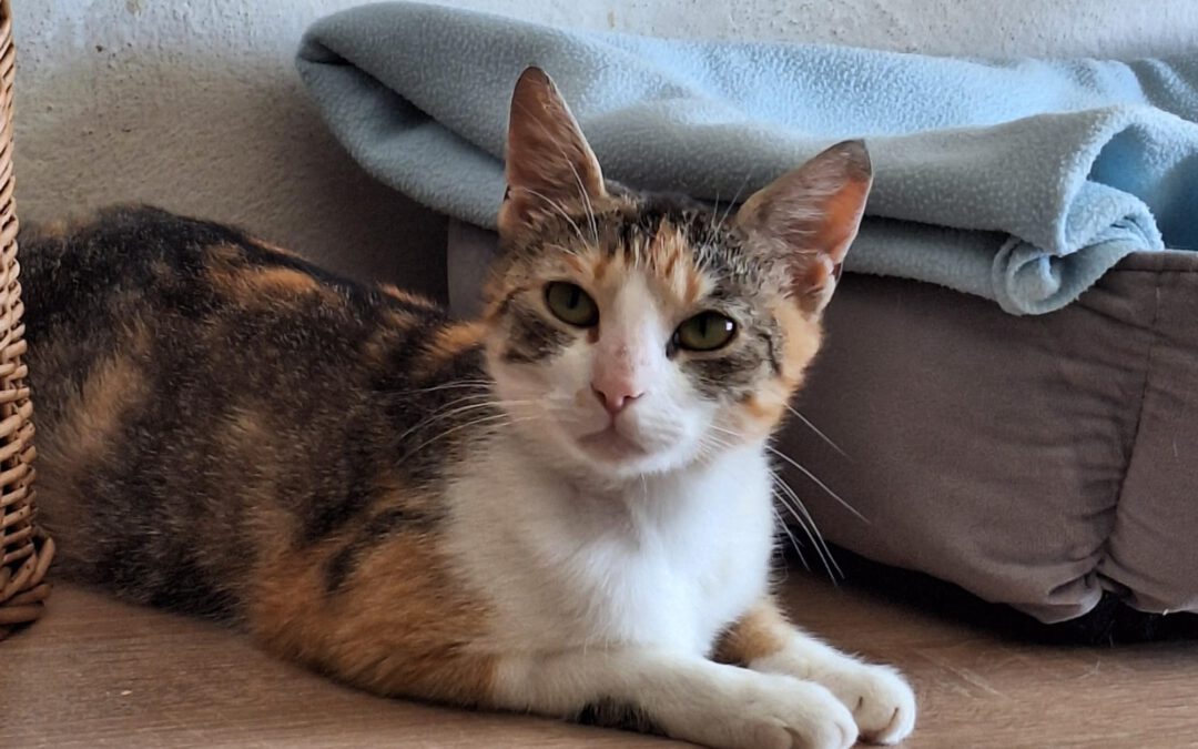 Misia do adopcji