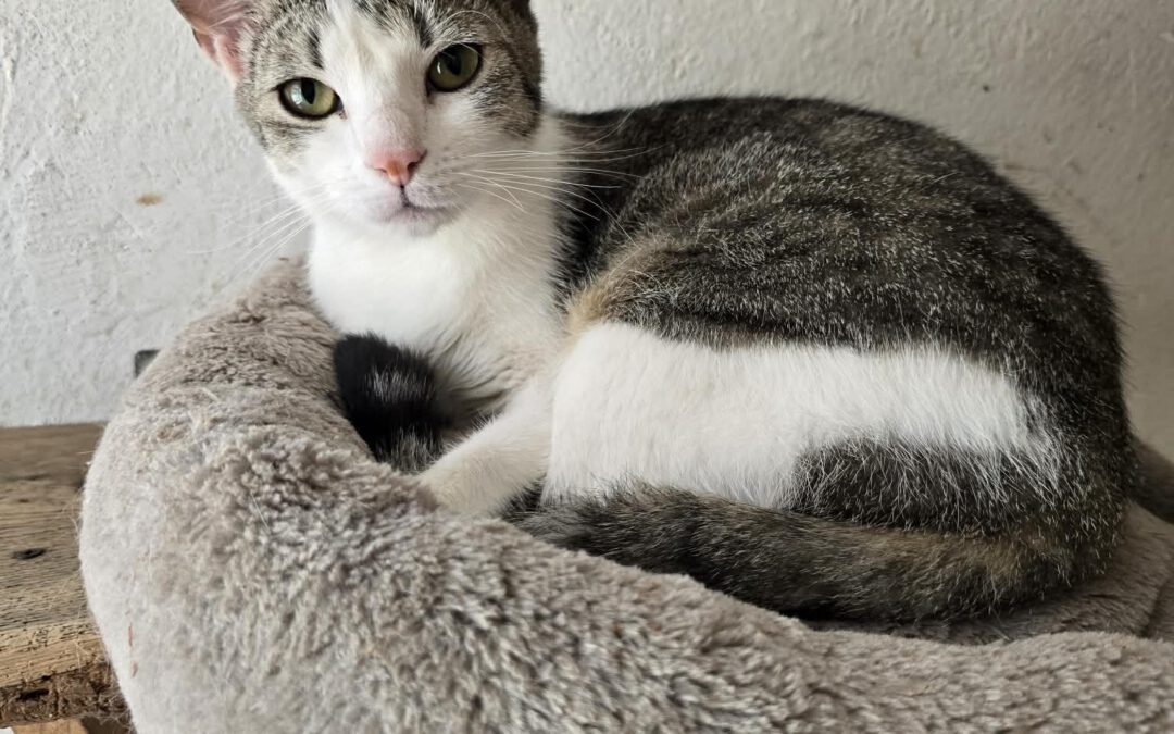 7051 Fisia do adopcji
