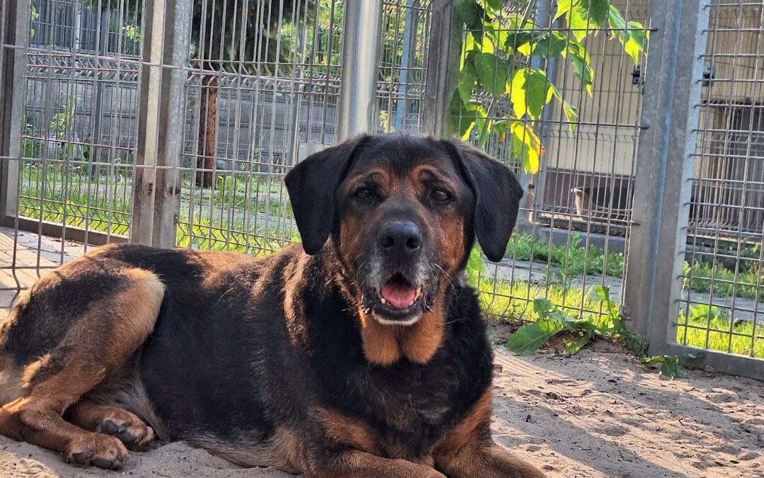 Brutus 9719 d adopcji