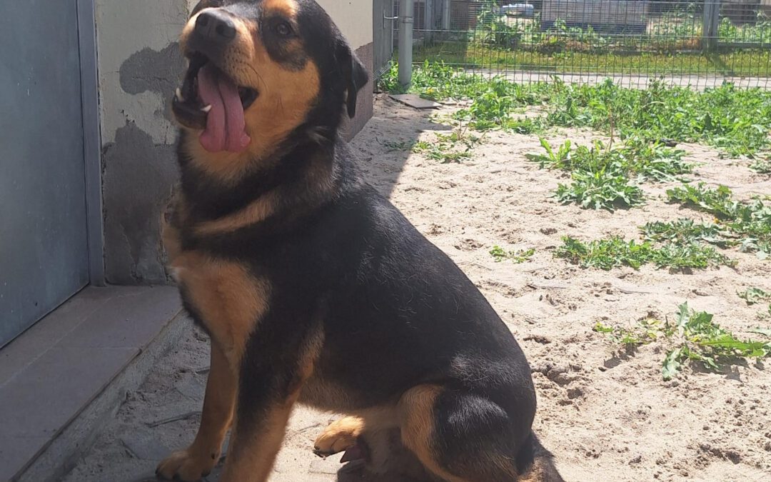 Brutal 9851 do adopcji