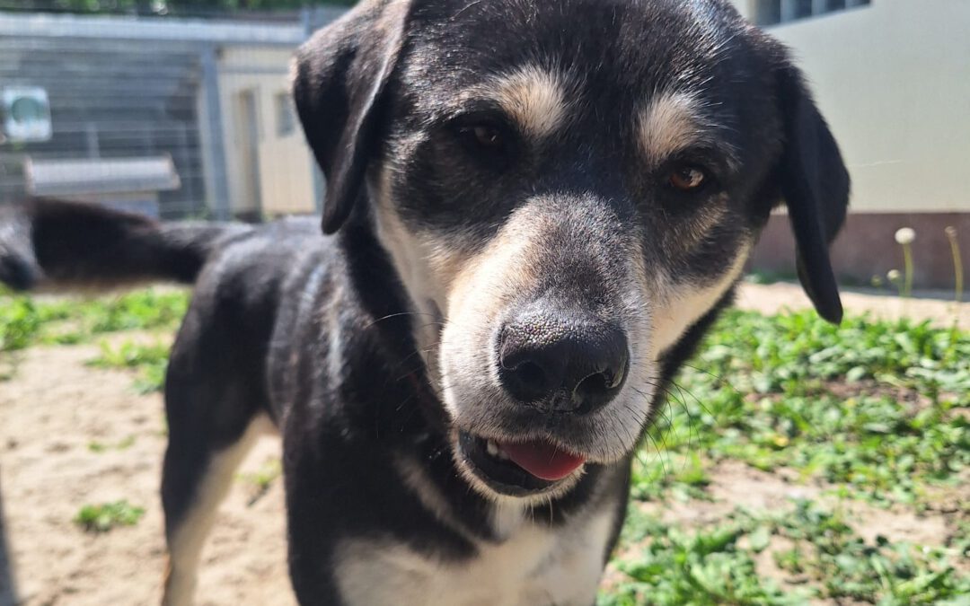 Gucio 9848 do adopcji