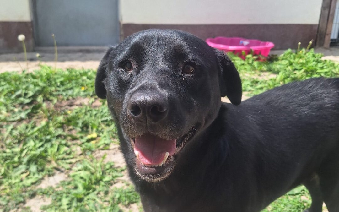 Bunia 9852 do adopcji