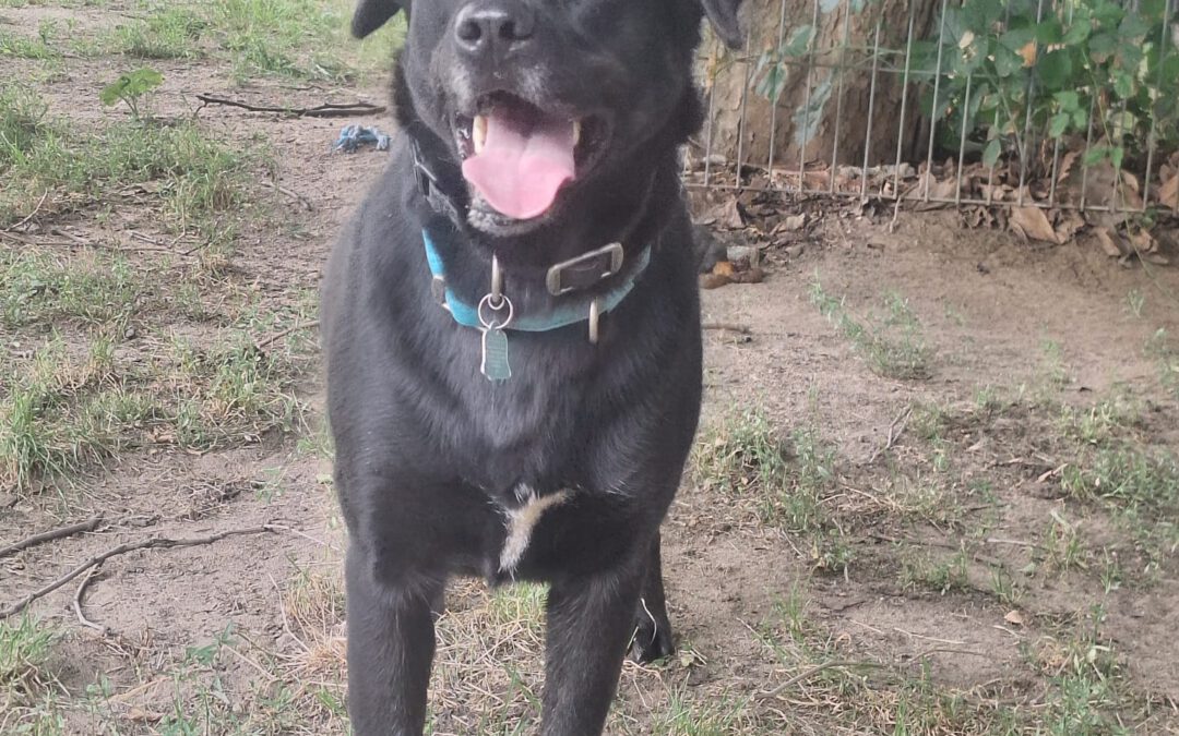 Renia 9850 do adopcji