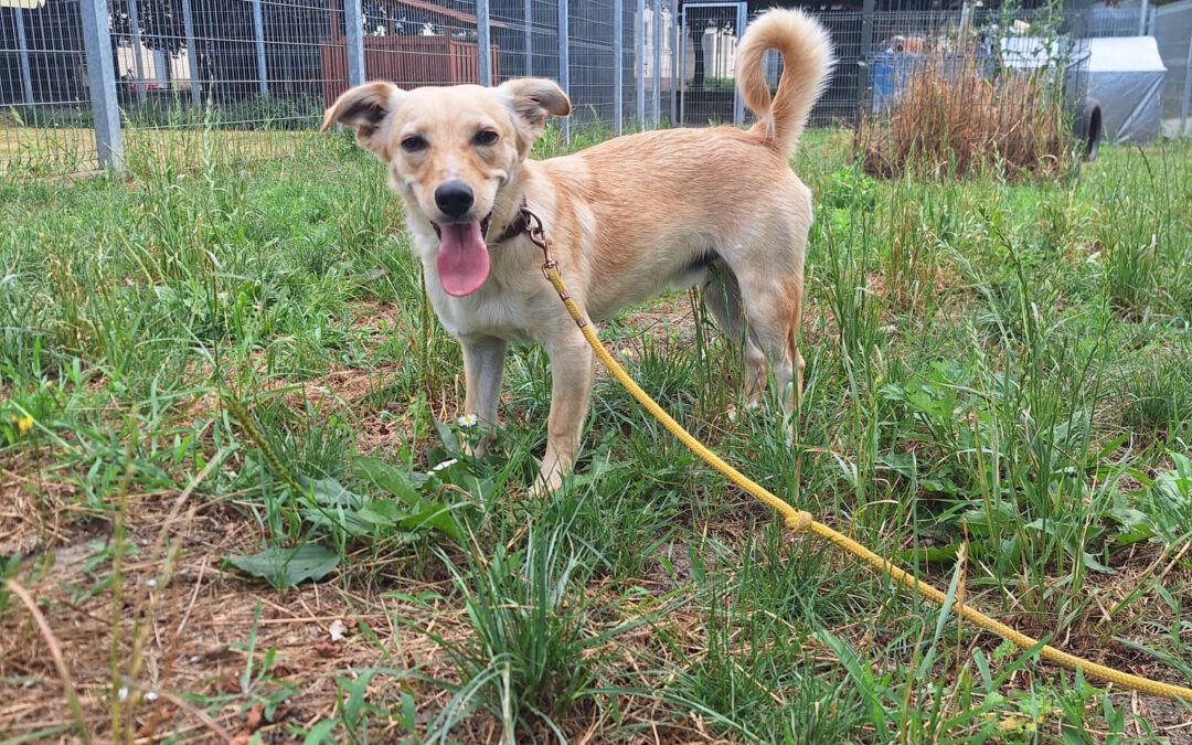 Bury 5857 do adopcji