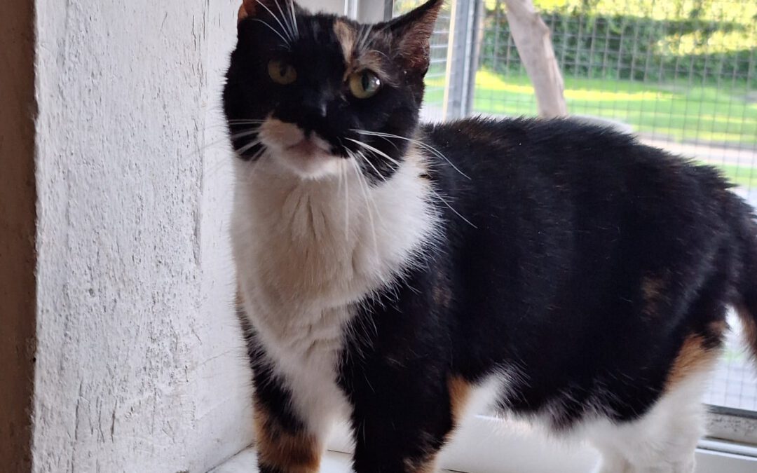 7033 Mimi do adopcji