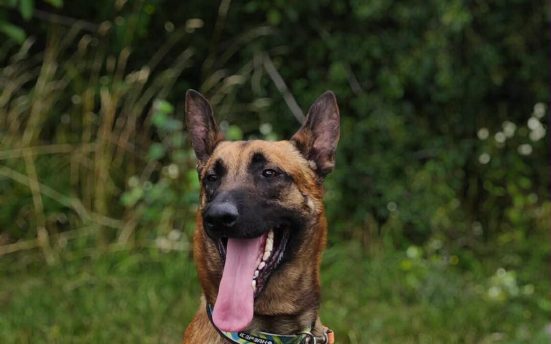 Zeus 9875 do adopcji