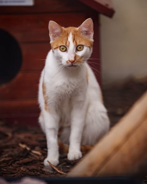 Orion do adopcji