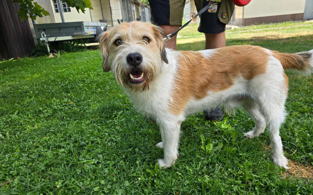 Bruno 8992 do adopcji