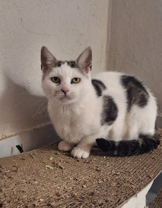 Michalina do adopcji