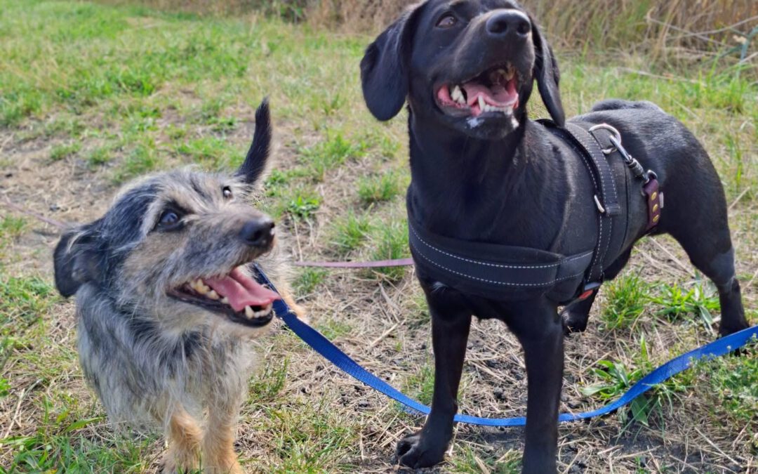 Rocky i Nero do adopcji