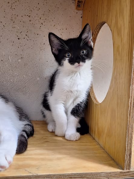 Zosia i Zuzia do adopcji