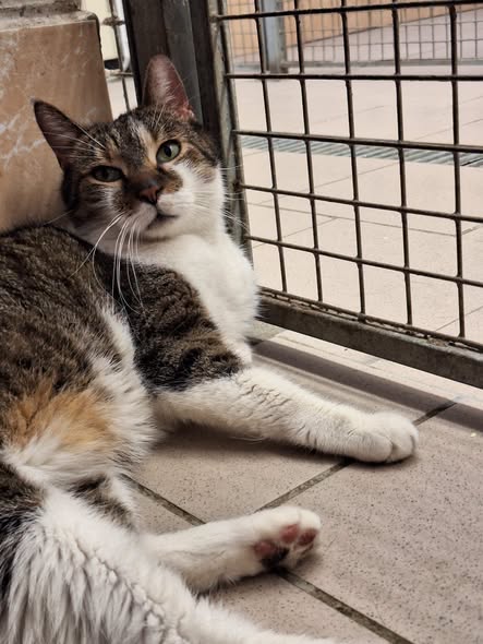Tytus do adopcji
