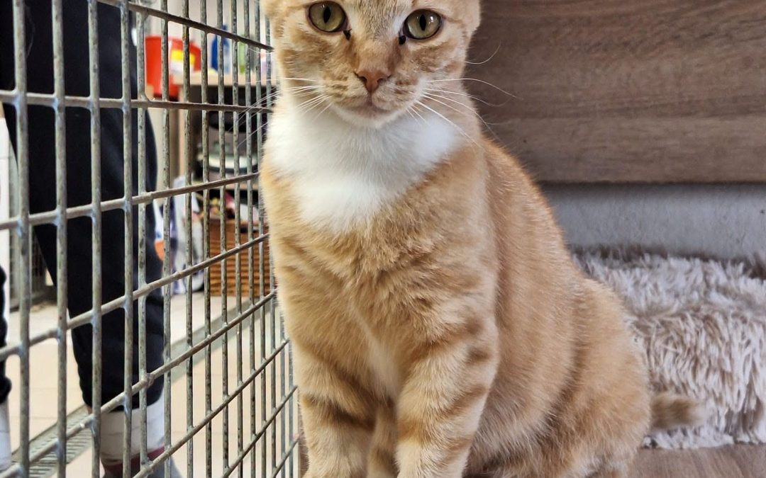 Ginger do adopcji