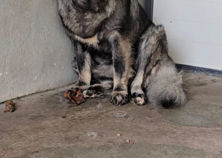 Uszba do adopcji