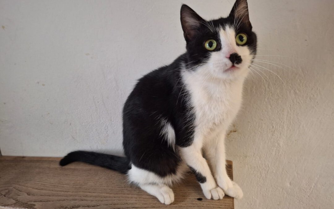 Felix do adopcji