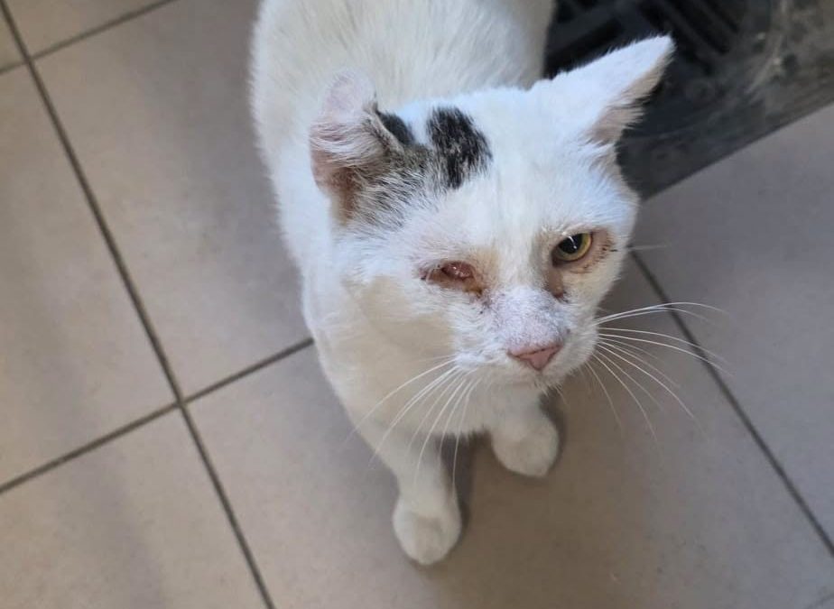 Farcik do adopcji