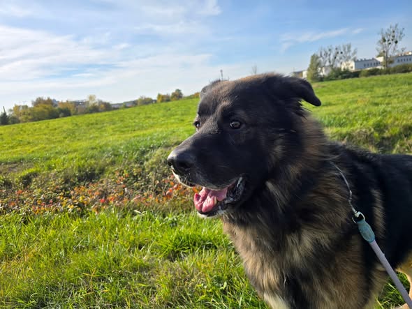 Cezar do adopcji