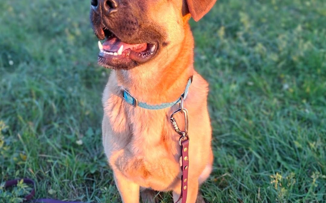 Klara do adopcji